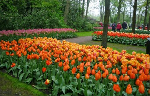 Love of Tulip Gardens of Dutch People