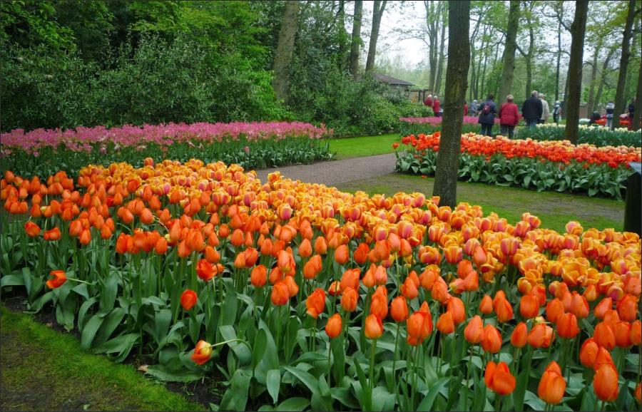 Love of Tulip Gardens of Dutch People