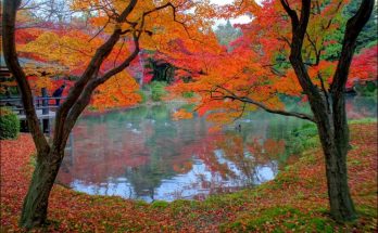 Kyoto Landscape Gardens – bonsai, bonkei, bonseki