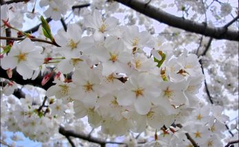 Yoshino: The home of cherry blossoms